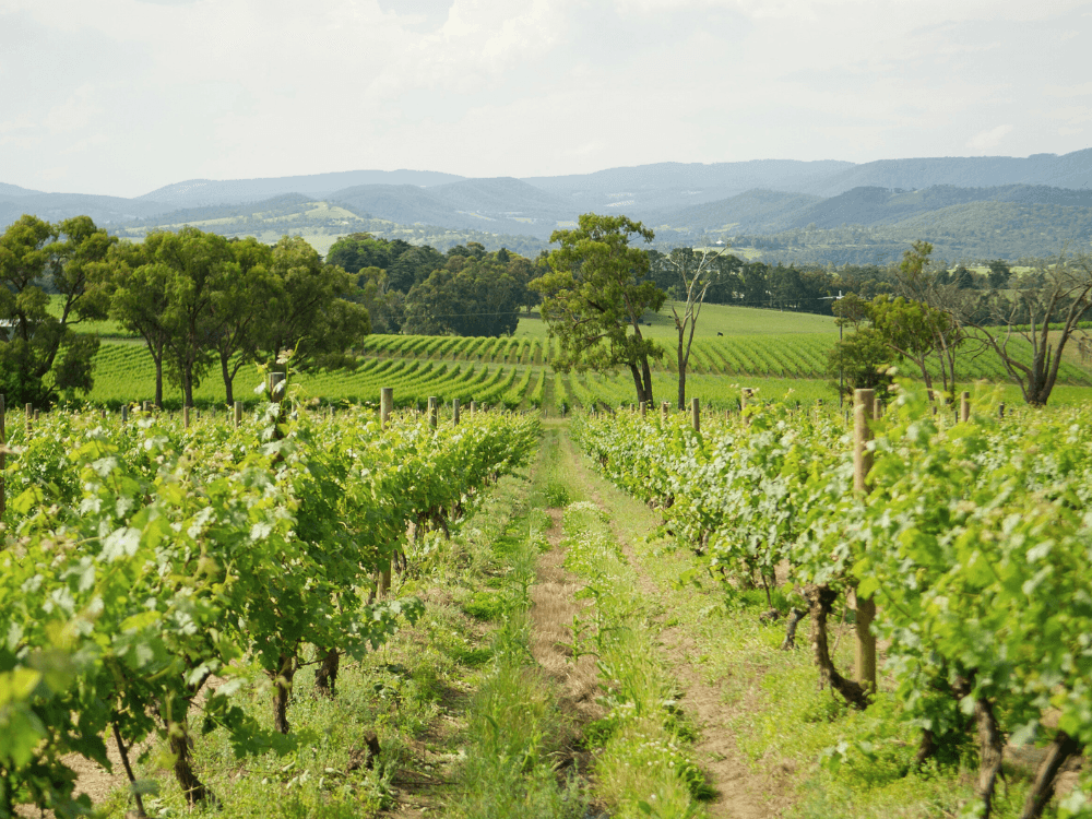 Vast vineyard landscape with rows of grapevines and rolling hills in the background.