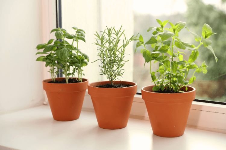 Three herb plants-basil, rosemary, and mint-in terra cotta pots on a windowsill.