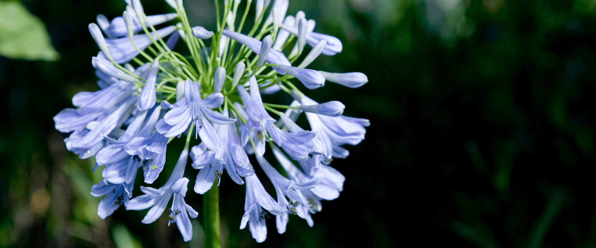 A cluster of pale blue flowers blooms against a dark green background.