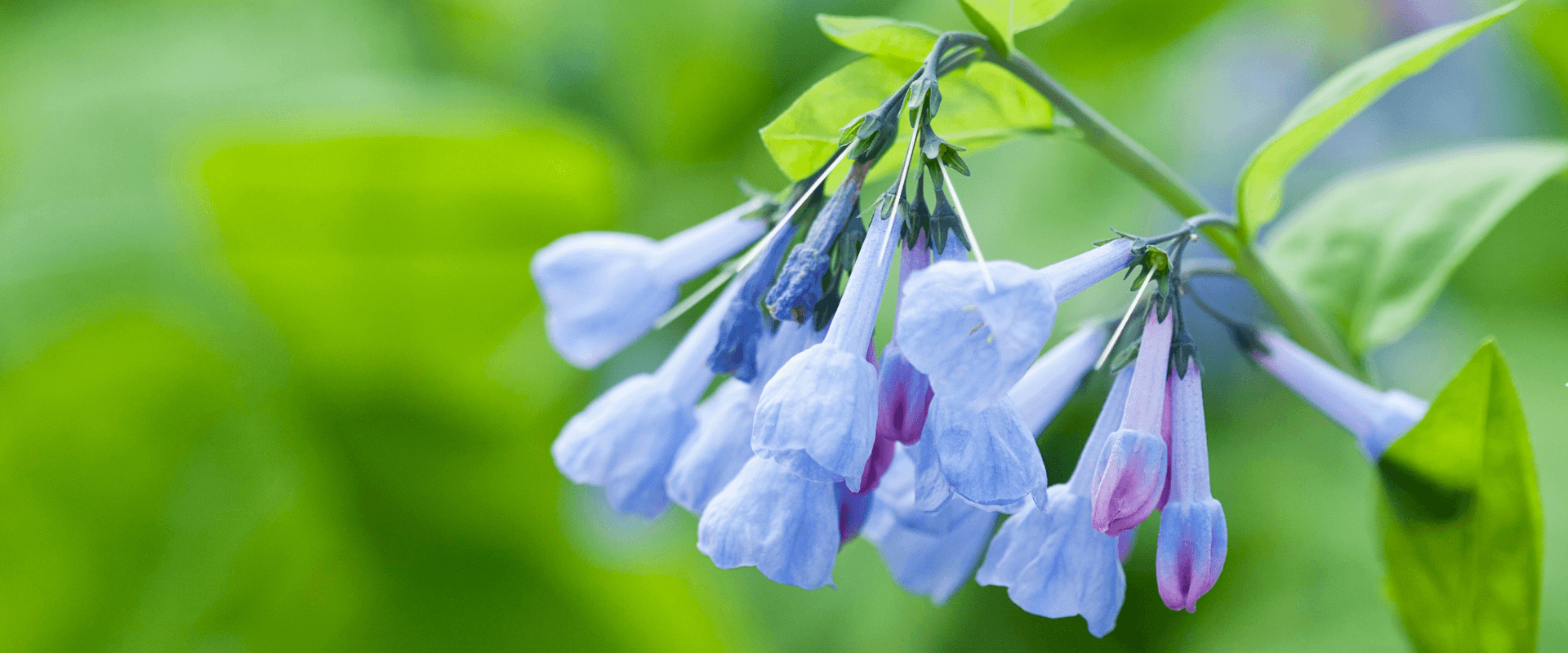 A cluster of pale blue and pink bell-shaped flowers against a green background.