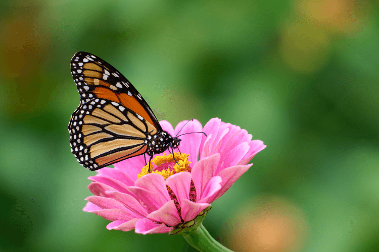 A monarch butterfly perched on a pink flower against a blurred green background.