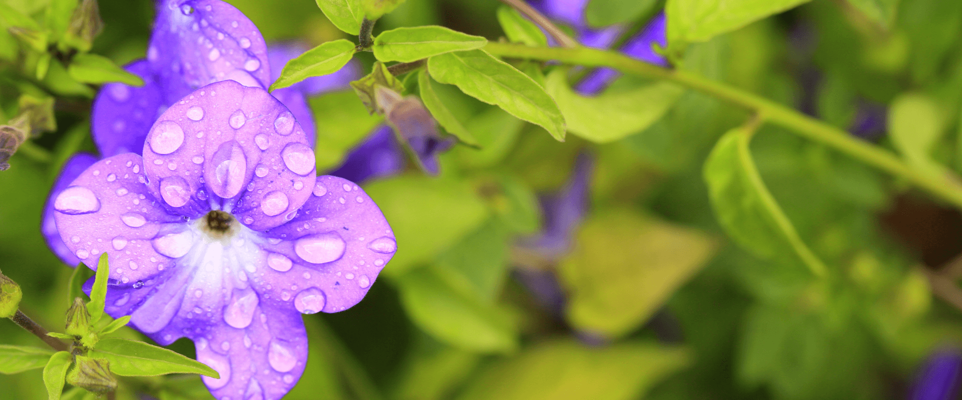 A close-up of a vibrant purple flower adorned with water droplets, surrounded by green leaves.