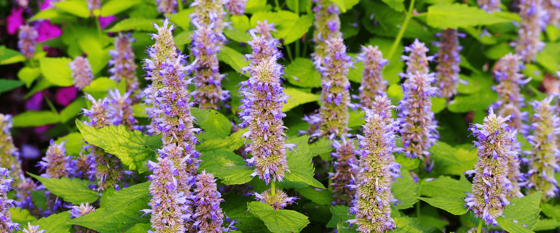 A cluster of purple flowers surrounded by green leaves.